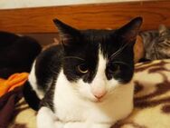 FIV positiver wunderschöner Felix B - Margetshöchheim