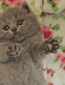 Haustier sitting Oder ähnliche zb Haussitting und co in 53332