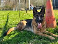 Deutscher Schäferhund, Hündin, fast 2-jährig, mit SKG/SC Ahnentafel - Klingnau
