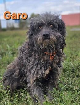 Garo ❤️kleiner Zottel sucht sein Zuhause - Kissing