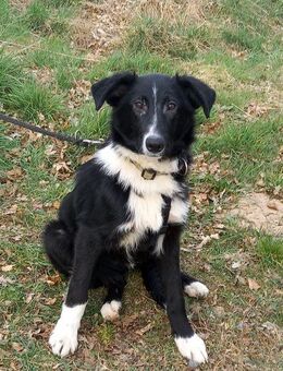 Border Collie Mix Junghund Rüde "Benno" sucht ein Zuhause - Rethem (Aller) Zentrum