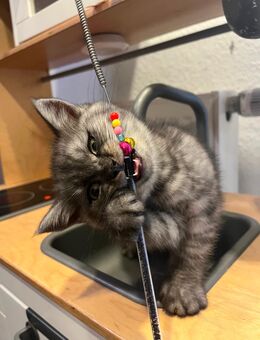 Babykatzen ! Süßen Britisch Langhaar Babys Suchen dringend ein neues Zuhause. - Köln