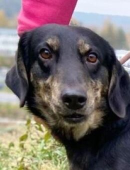 Wer gibt ARON ein Zuhause? - Gefrees