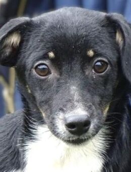 Welpenkind COCO - Gefrees