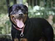 Mira sucht Zuhause - Pirmasens