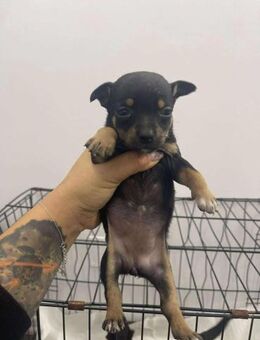 B691 Pinscherdame sucht Familie - Neuberg