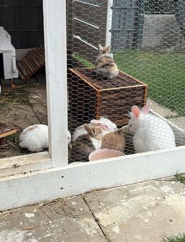 Kaninchen Babys - Bedburg