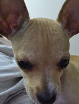 18 Wochen alter Chihuahua Lucky sucht ein neues Zuhause - Garching (Alz)