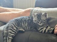 Bkh Perser Kitten - Schwäbisch Gmünd