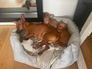Miniatur Zwerg Pinscher Welpen - Berlin