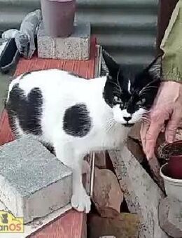 Tino - Zärtlicher Kater sucht Happy Home - Bad Camberg