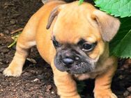 Französische Bulldoggen Welpen - Ibbenbüren