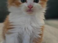 Maine Coon Mädchen sucht ein Zuhause - Duisburg