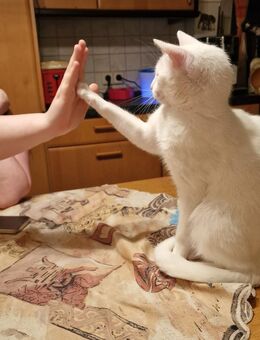 Edle weiße Katze mit strahlend gelben Augen ❤️ ❤️❤️ - Südlohn