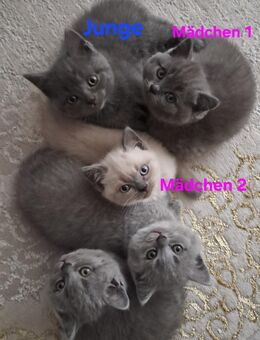 BKH Kitten 550 VB - Bremen