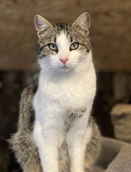 Brian der Edle - Süderbrarup