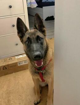 Malinois Laivia muß noch viel lernen - Berlin