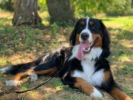 Deckrüde Berner Sennenhund aus Grevenbroich - Grevenbroich Zentrum