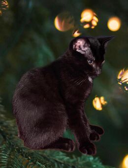 Bombay, Domestic Shorthair-Mix - Reilingen