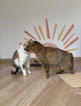 🌸Liebes Duo Mia & Mimi🌸 - Eislingen (Fils)