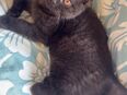 BKH kitten sucht liebevolles Zuhause in 44328