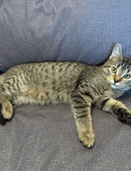 Europäisch Kurzhaar Katzenbaby Kiten - Alzey Zentrum