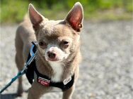 Chihuahua Rüde 3 Jahre alt - Karlsruhe