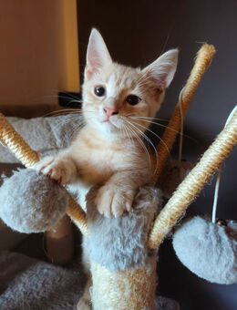 Maine Coon Mix Kitten - Koblenz