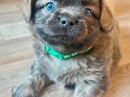 Shih-Tzu Mix - Oranienburg