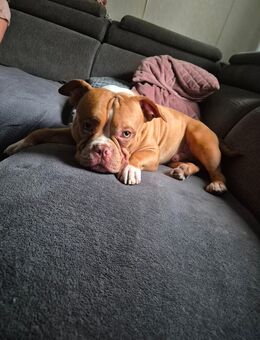 American bully - Braunschweig