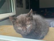Wunderschöne Britisch Kurzhaar BKH Kitten aus liebevoller Aufzucht abzugeben - Troisdorf Zentrum