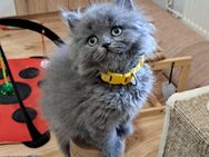 Bkh kitten reinrassige kurzhaar. - Osnabrück
