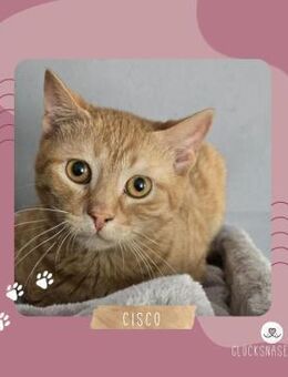 Katerchen Cisco möchte Dein Herz erobern - Lalendorf