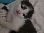 Liebes Kuschelbedürftiges neugieriges kitten - Karlsbad