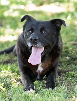 Arnold Goldschatz auf 4 Pfoten - Obertshausen