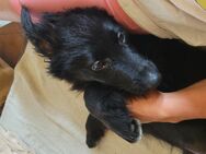 Bordercollie x Bordercollie Labrador Welpe Rüde Pumba - Möckern Grabow