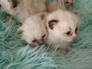 Ragdoll Kitten - Gochsheim