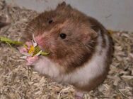 Hamster Dame in Choco - Rodenbach (Hessen)