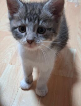 2.Maine Coon Mischling Kitten. Weiblich - Lübbecke