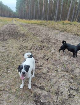 Jack-Russel-Terrier Weibchen abzugeben - Gorleben
