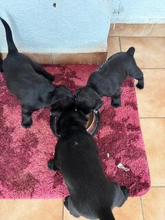 Welpen Jack Russel- Labrador