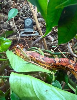 Hübsche Kornnatter, Naturfarben abzugeben - Wolfenbüttel