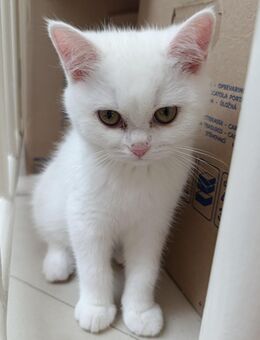 Wunderschöne BKH Kitten - Plochingen
