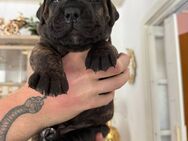 Presa Canario Welpen altes Blut nur 1 Rüde - Twist
