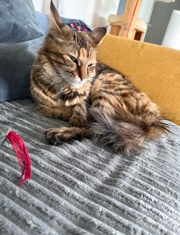 Geschwister abzugeben - Leopoldshöhe