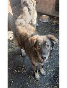 Phylax Pflegestelle oder Zuhause gesuc - Oberwies