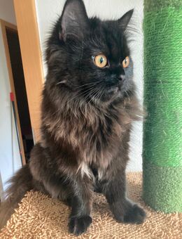 Perserkater Yuki such neues Zuhause - Berlin Treptow-Köpenick