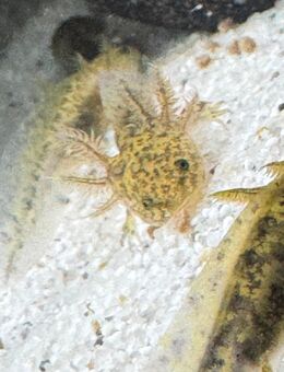 Jungtiere Axolotl - München
