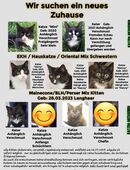 BKH BLH Perser Maincone Oriental Mix 2 Kitten u. 5 Katzen suchen ein neues Zuhause in 26802