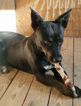 Géza von kettenlos - Bollingstedt